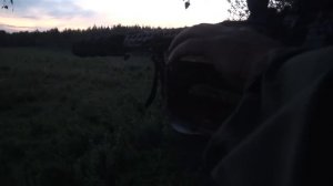 МЕДВЕДЬ уступил поле крупному СЕКАЧУ! Охота на КАБАНА и МЕДВЕДЯ