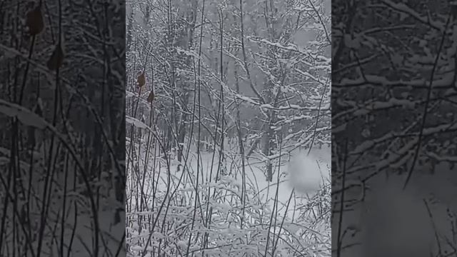 🎄ПЕРВОЕ УТРО НОВОГО ГОДА. ВИД ИЗ ОКНА.