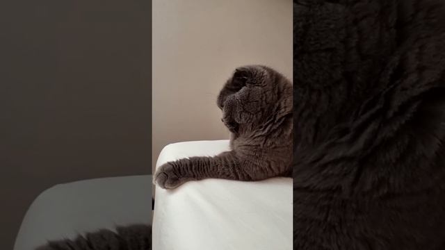 Наше обычное утро каждый деньMorning routineСверчок БоняшаКошкин домАлиса и БоняAlice  Bonita