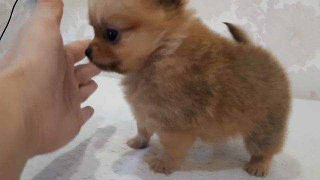 Малыш смотреть онлайн