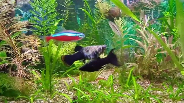 АквариумМистика 20 ноября 2021 г. смотреть онлайн