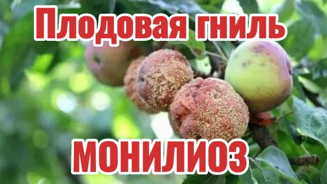 Монилиоз. Плодовая гниль  яблок