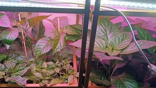 Cheap Growing Lights  - Best Cheap Grow Lights