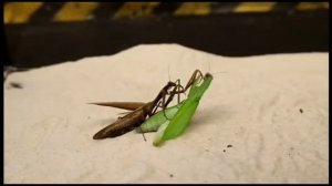 Богомол vs Богомол 😱