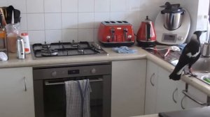 Ворона-свистун