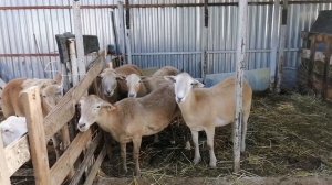 Линии Катумских овец и их особенности