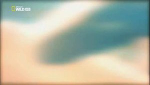 Самые опасные животные. Морские глубины