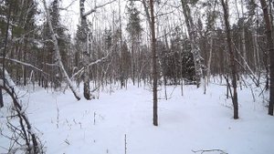 ОХОТА на ЗАЙЦА ДОБЫЛ ЗАЙЦА ФИНСКАЯ ГОНЧАЯ  ВЫХОД ЗАЙЦА на НОМЕР