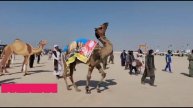 Athar Lashari. beautiful horse and Camel Dance. Cholistan Desert jeep rally. bwp 2022