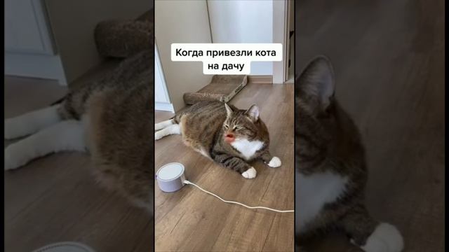 Смешные коты #27-10