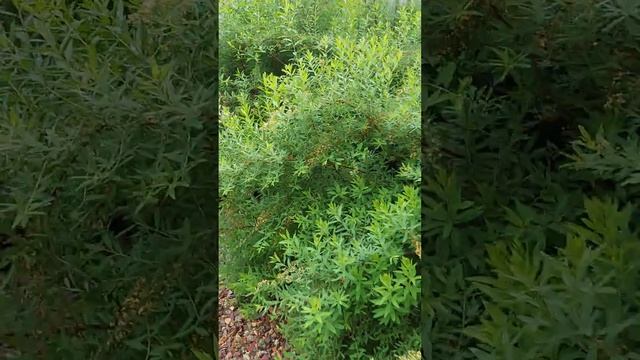 Сад с хвойными, гортензиями и розами ч.28 Новосибирск