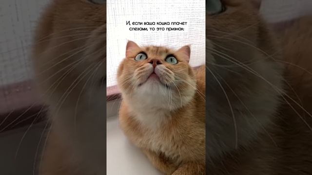 ПЛАЧУТ ЛИ КОШКИ? #золотаяшиншилла #лучшийкот