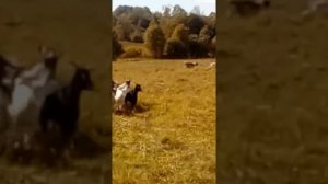 Алабай пасет стадо