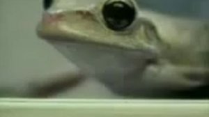 Лягушка лопнула