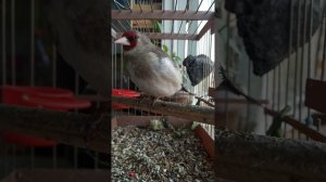 Шегол Кувасайский 18.04.2020 год.