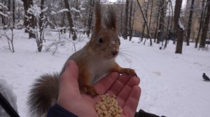 Первый день нового года. Покормил белочку