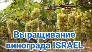 Выращивание винограда Израиль