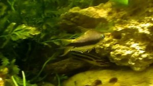 #Aquarium. Заросший аквариум.