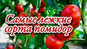 Томаты длительного хранения