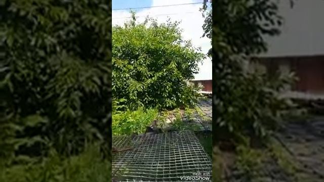 Агроусадьба Крупцовская. Крупец. Добрушский район, Гомельская область.