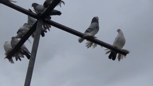 Гоняю голубей. 2 / 17.11.19