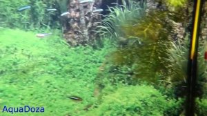 Данио. Содержание, уход, виды, размножение. Glo Fish.