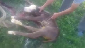 Корова рожает