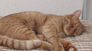 куда привёл меня кот