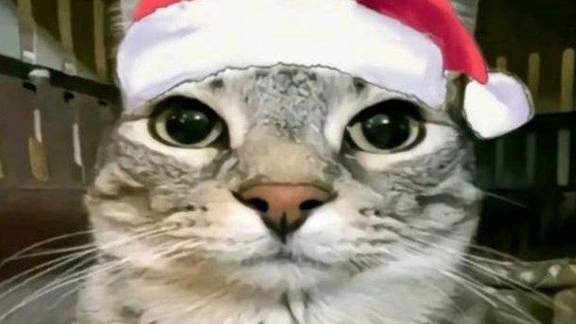 Котик танцует под уииа иууиииаи🐈🐱 смотреть онлайн