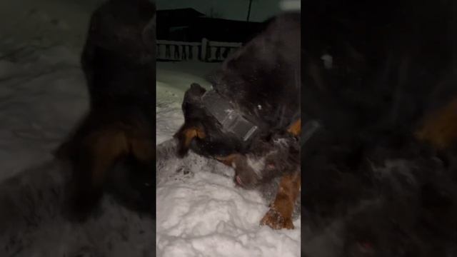 Дратхаар дает сопоставление Ротвейлеру #денисыч #ротвейлер #дратхаар #собака #dog #rottweiler смотреть онлайн