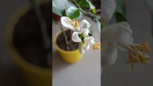 Как выглядят цветки лимона.