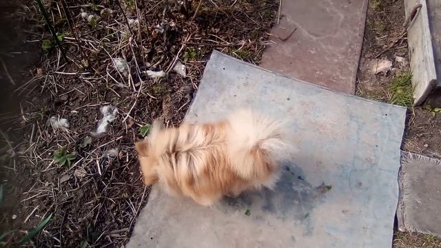 Малыши развлекаются, дети и животные. Собака ест и лук. 18 апреля 2020 г. смотреть онлайн