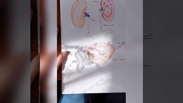 Механизм образования почечной недостаточности