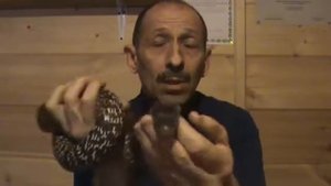 Ручная кобра   что это такое  Trained cobra