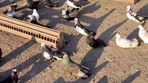 ТУРМАНЫ БЕССАРАБСКИЕ_ИЗМАИЛЬСКИЕ_КИЛИЙСКИЕ