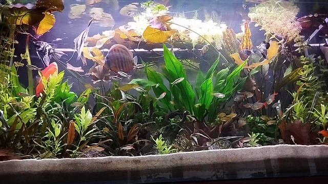 Aquarium Aftermath 30.04.2024 294