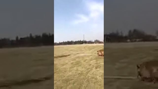 Это самые лучшие собаки в мире смотреть онлайн