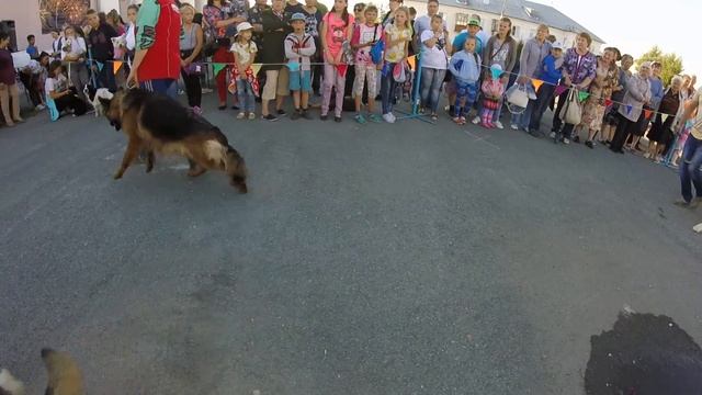 Выставка собак в Первомайском 3.08.2017 года смотреть онлайн