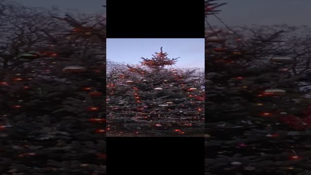 Новогодняя живая ель в селе Ивановка Сакского района