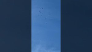 Таджикские голуби в небе Москва