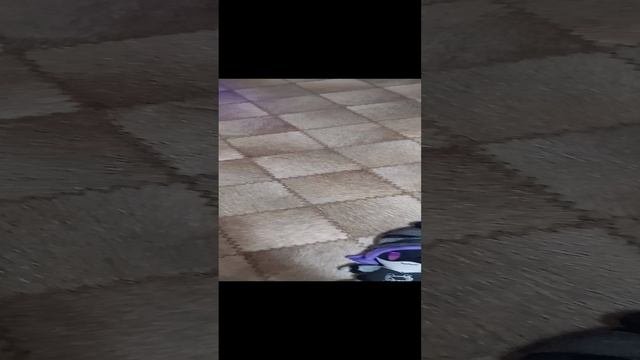 моя любимая мягкая игрушка и мои хомячки❤