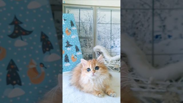 lv_0_20250101210021.mp4