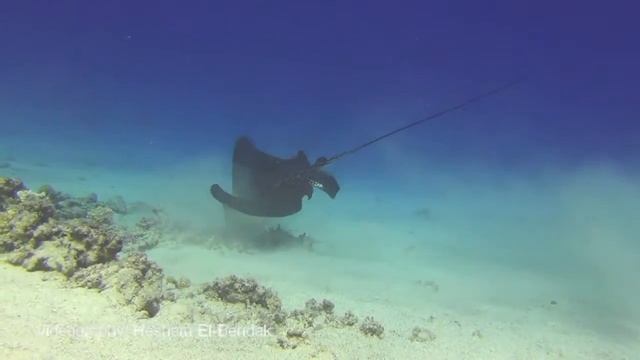 Eagleray - Dahab, South Sinai