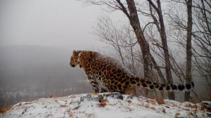 Леопард-долгожитель зафиксирован на «Земле леопарда» в Приморье