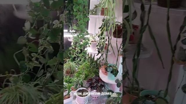 обзор