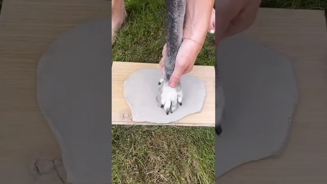 Make a Ceramic bowl for your furry loved ones! 🐾 смотреть онлайн