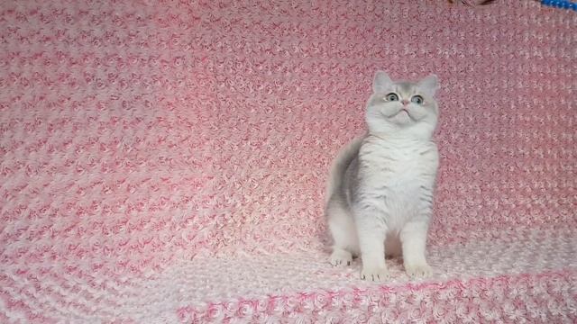 Британские котята,серебристые шиншиллы.