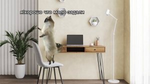 Кошачья жизнь (1 часть)