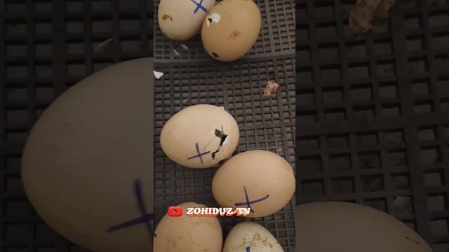 Инкубаторда Жужа очириш сирлари|Inkebatorda joʻja ochirish sirlari смотреть онлайн