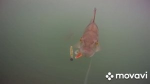 подводная съемка. Игры воблера.